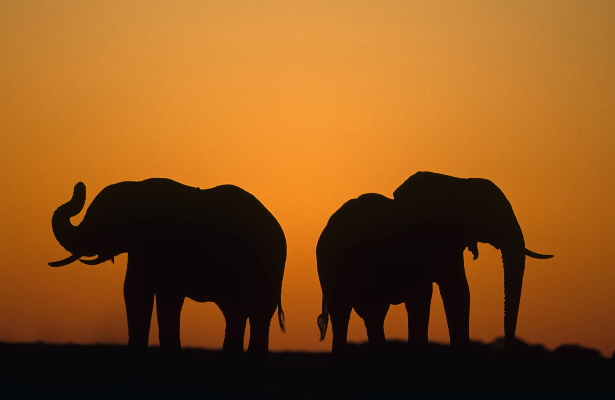 Elephants at sunset in Botswana.