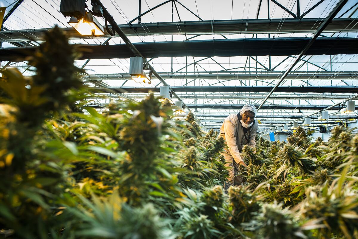 A Tiny African Kingdom Wants to Export Its Cannabis to the World