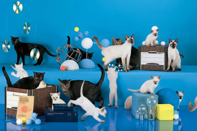 How to Make Complicated Things Simple (With Kittens), by Bitly's Hilary Mason