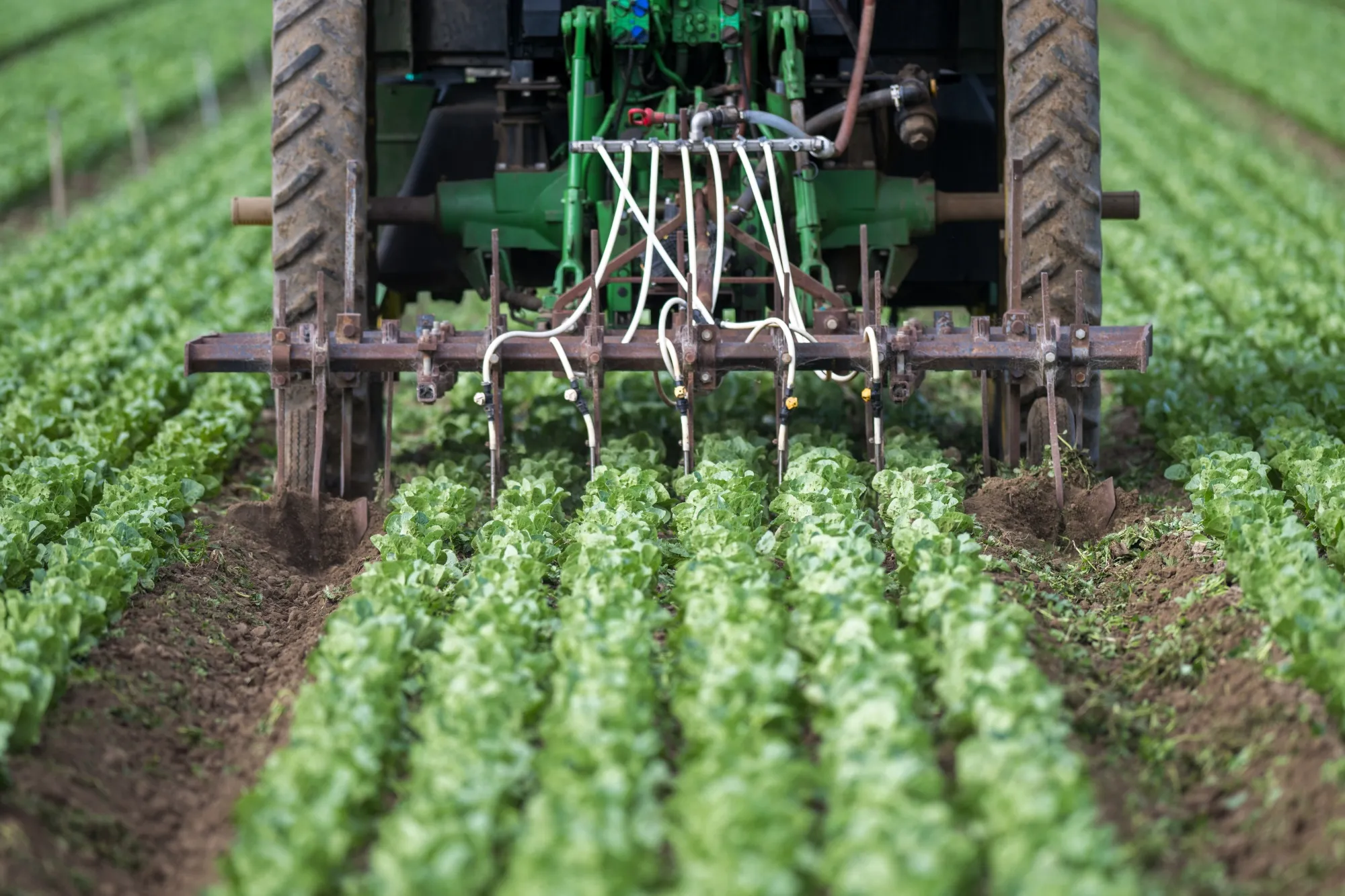Nitrogen fertilizer is added to a field of lettuce in California, US.