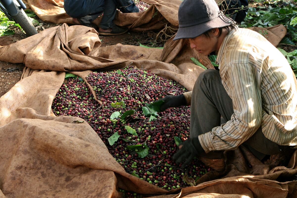 O Vietnã é o maior produtor da variedade robusta, muito utilizada para a produção do café instantâneo (Foto: Arquivo)