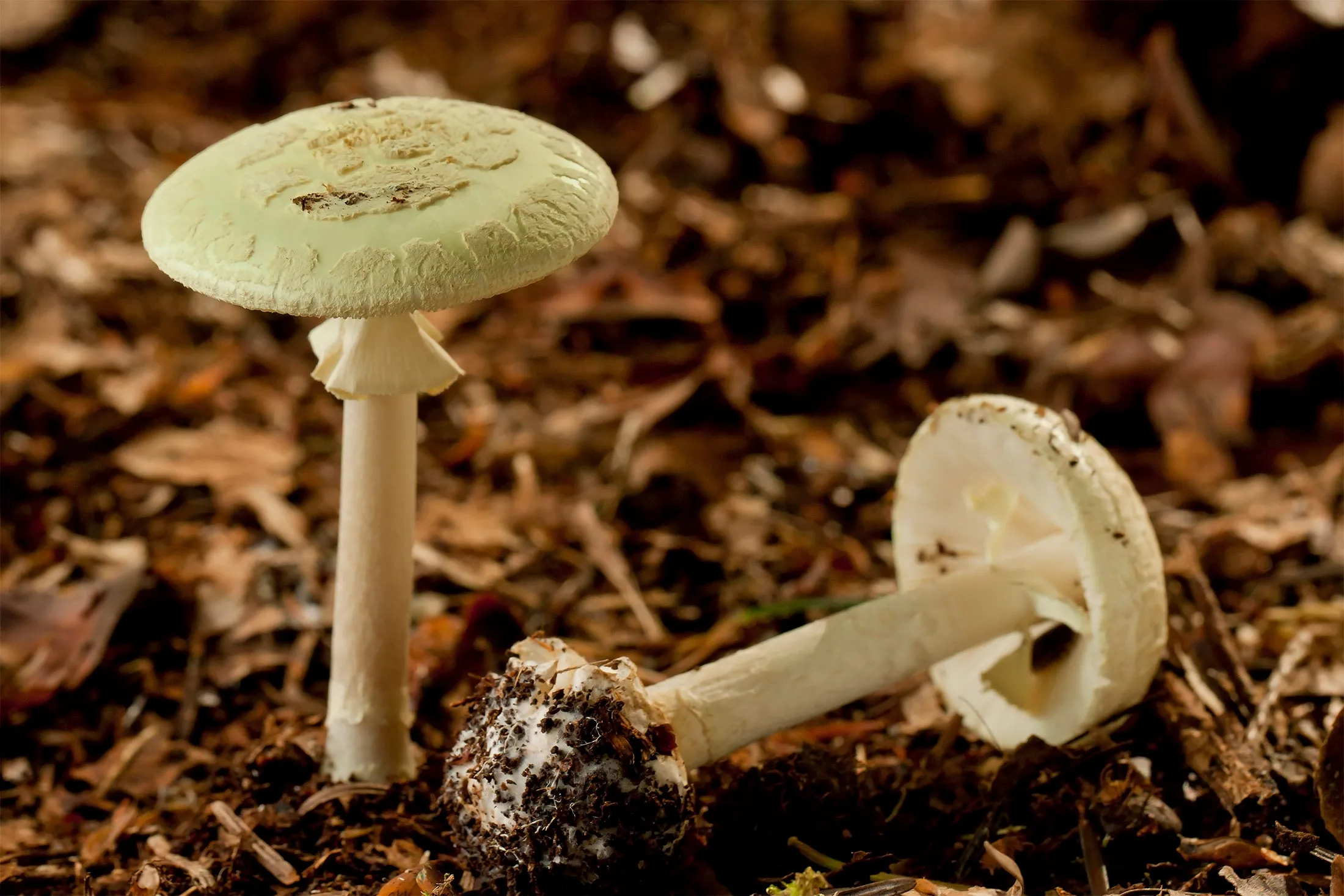 Death cap mushrooms.