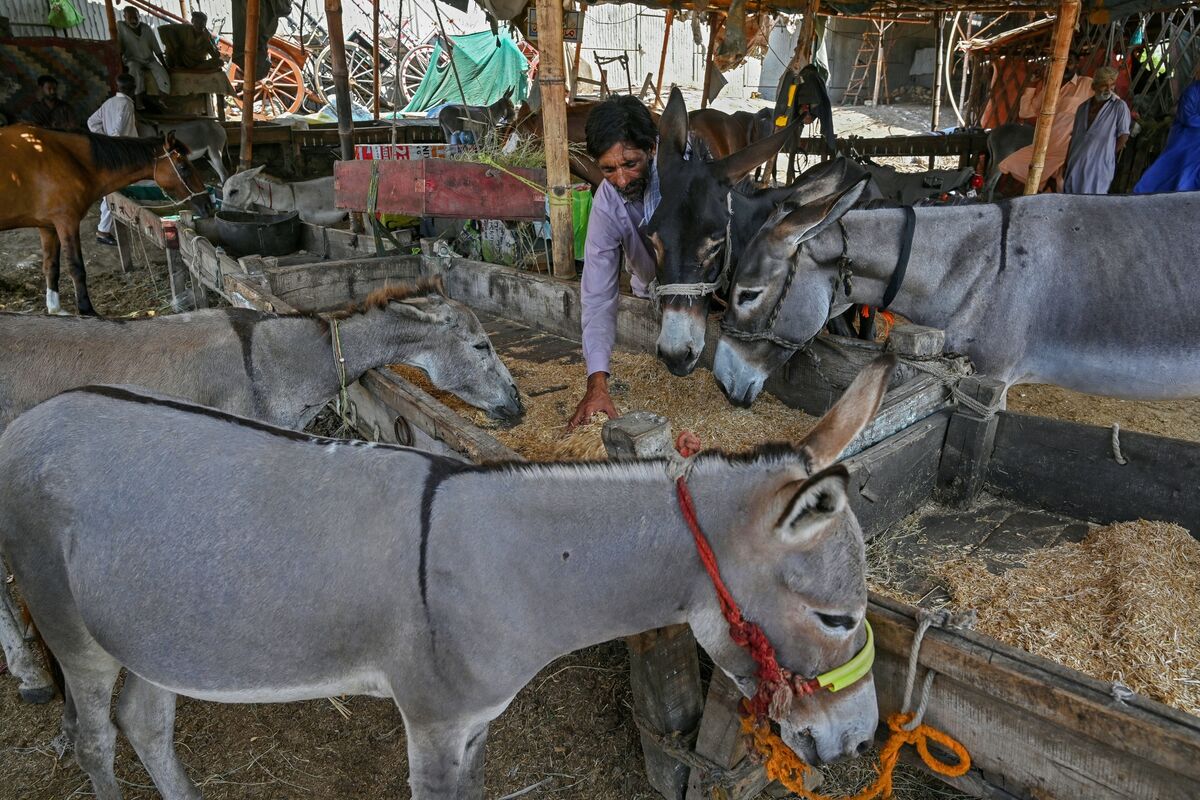 China’s Taste for Donkey Spurs an Unlikely Trade With Pakistan