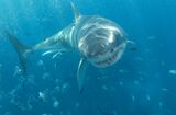 A Great White shark is seen in this file photo taken off the coast of the Neptune Islands in South Australia in Oct. 2008.