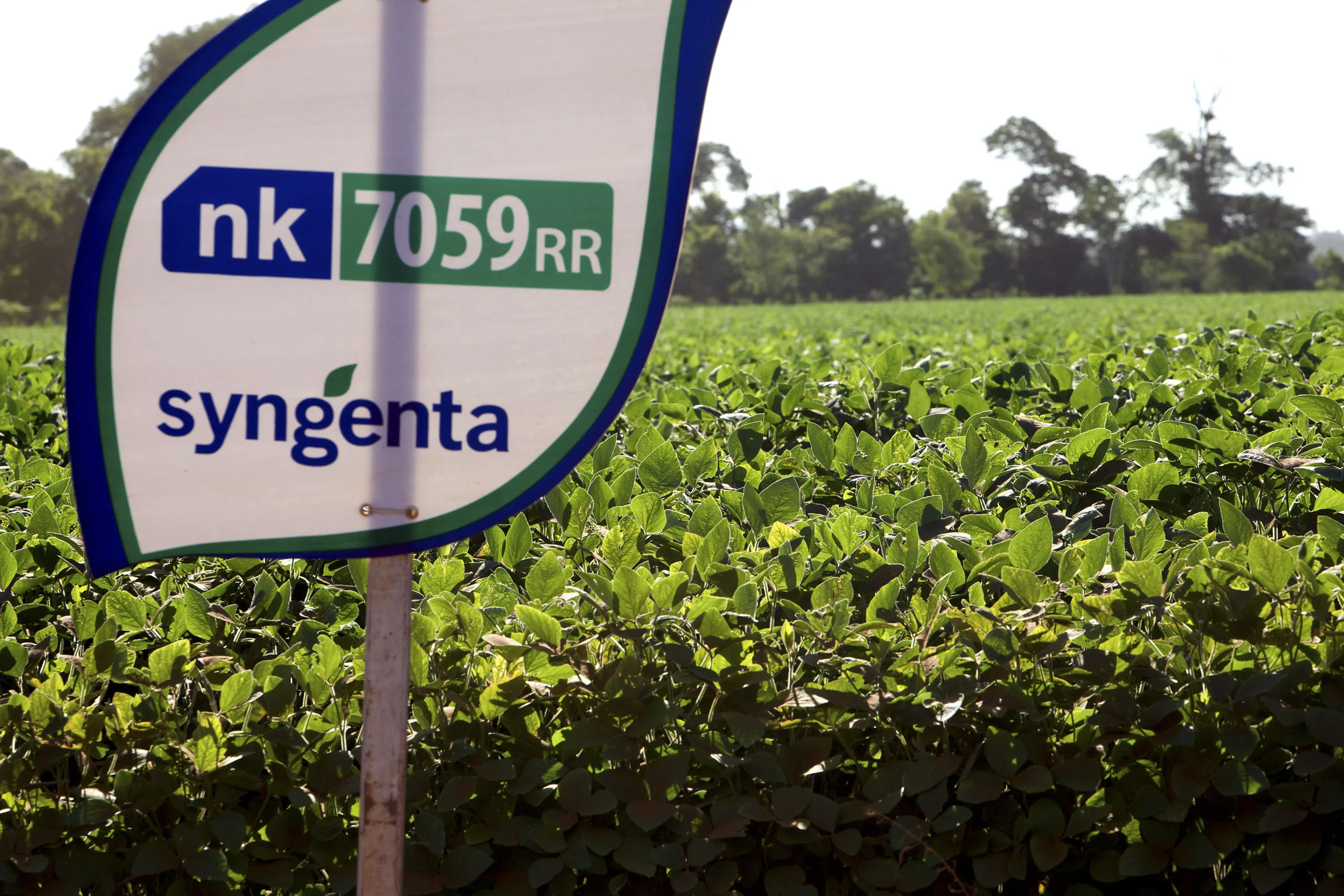 A Syngenta AG sign stands in front of a field of soybeans with genetically modified strains outside of Campo Nueve, Paraguay.
