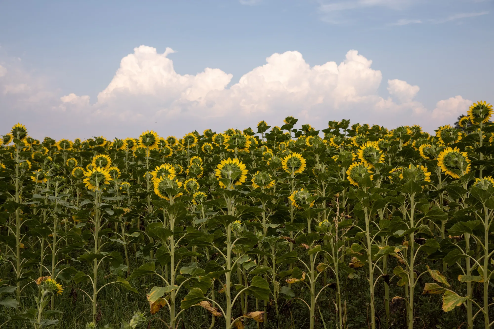 Rows of sunflowers in a field near Polykastro, Greece.