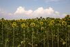 Sunflower Fields Ahead of Harvest