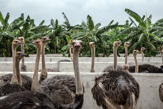 Biggest Ostrich Companies Must Ensure South Africans Get Steak After Merger