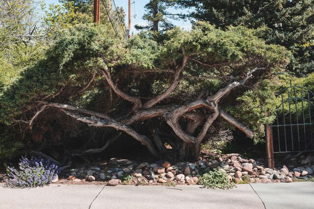 A Juniper shrub at the edge of a property in Boulder. 