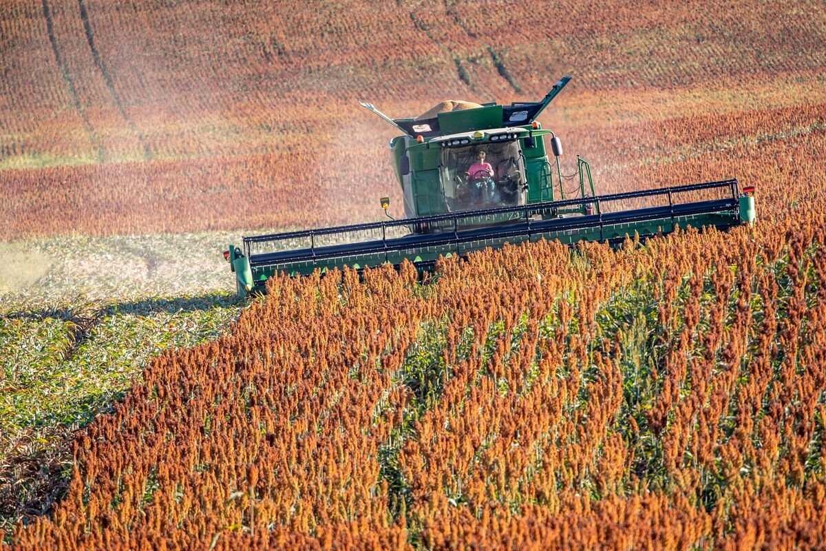 US Farmers Face New Crop Challenge From Brazil’s Sorghum Boom