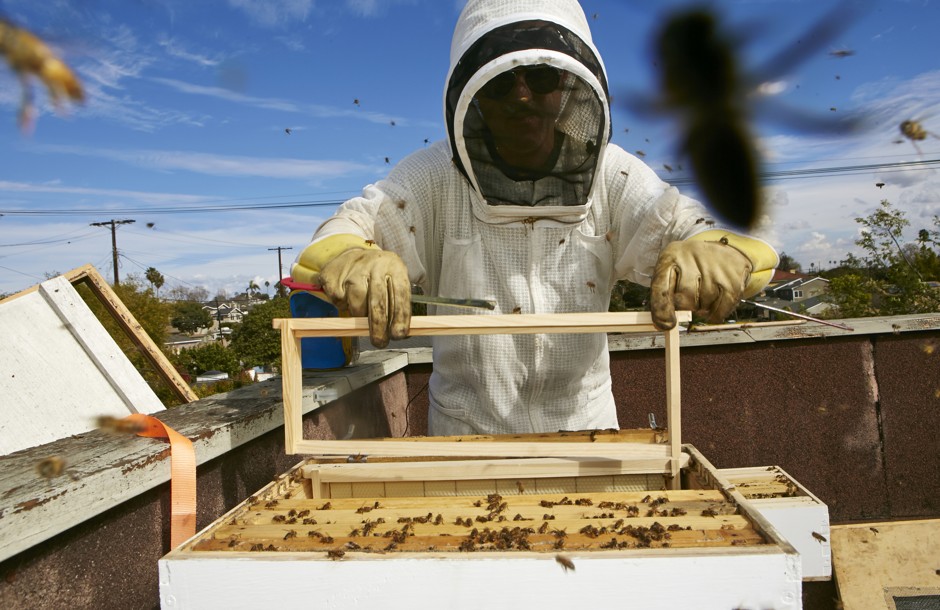 This Chicago business trains former inmates to be beekeepers