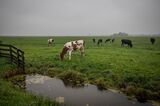 A Dutch Dairy Farm as Globally Farmers Push Back Against Nitrogen Emissions Regulations