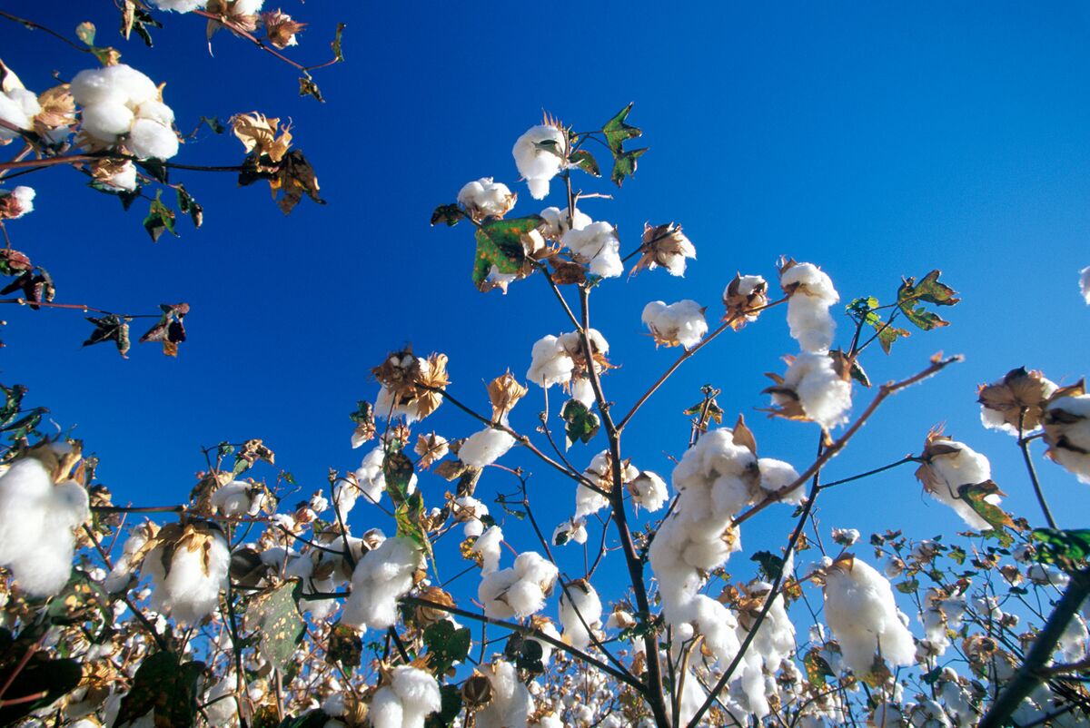 Africa’s Second-Biggest Cotton Producer Expects Record Crop - Bloomberg