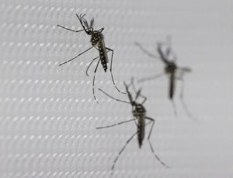 relates to Dengue Outbreak in Latin America: My Firsthand Experience