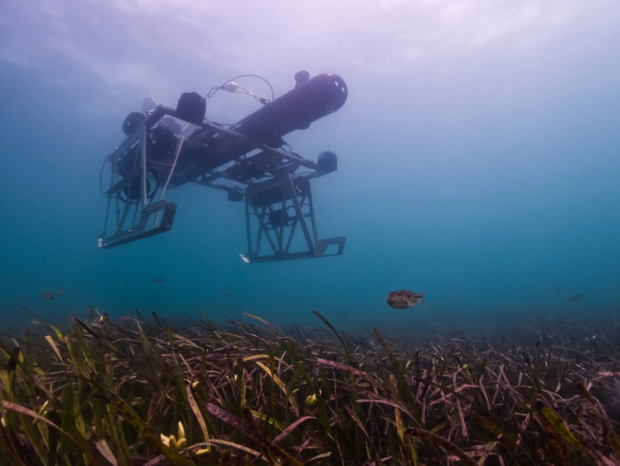 Ulysses Mako AUV being used for seagrass restoration in Perth, Australia.
