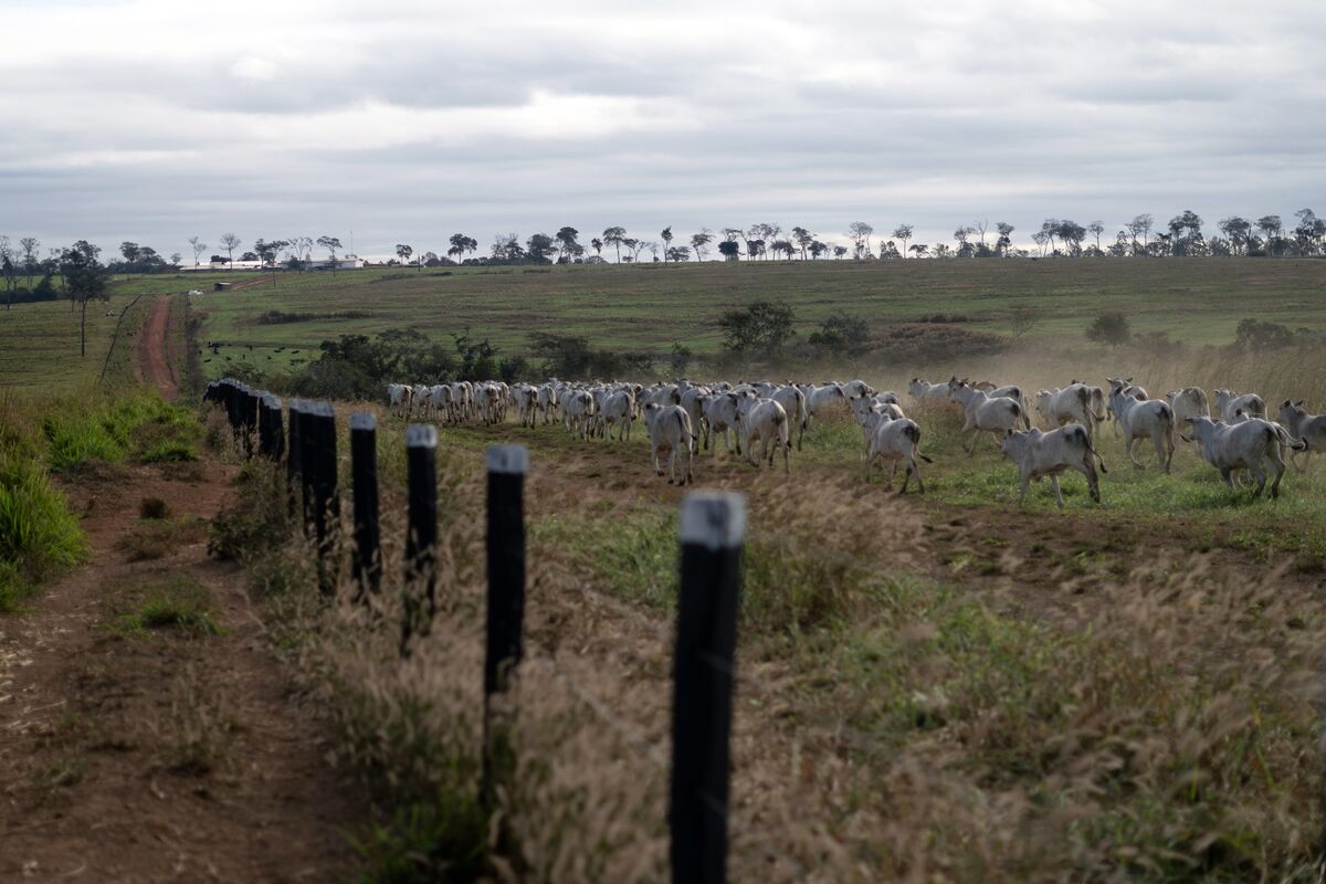Brasil reduce la tala, pero la presión sobre la Amazonía se traslada a Bolivia