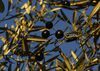 Black olives hang from a branch in a grove in La Roda de Andalucia, Spain.