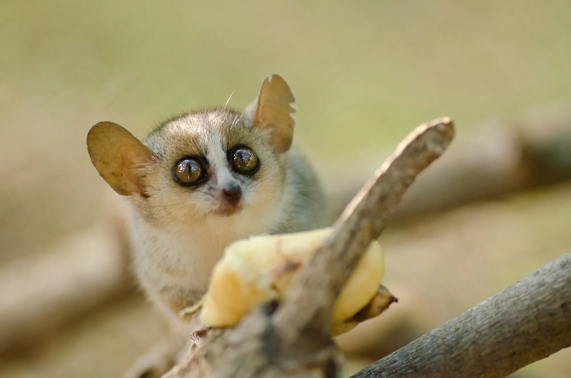 Mouse Lemur.
