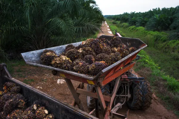 Harvested oil palm fruit at the Sime Darby Bhd. palm oil plantation in Pulau Carey.