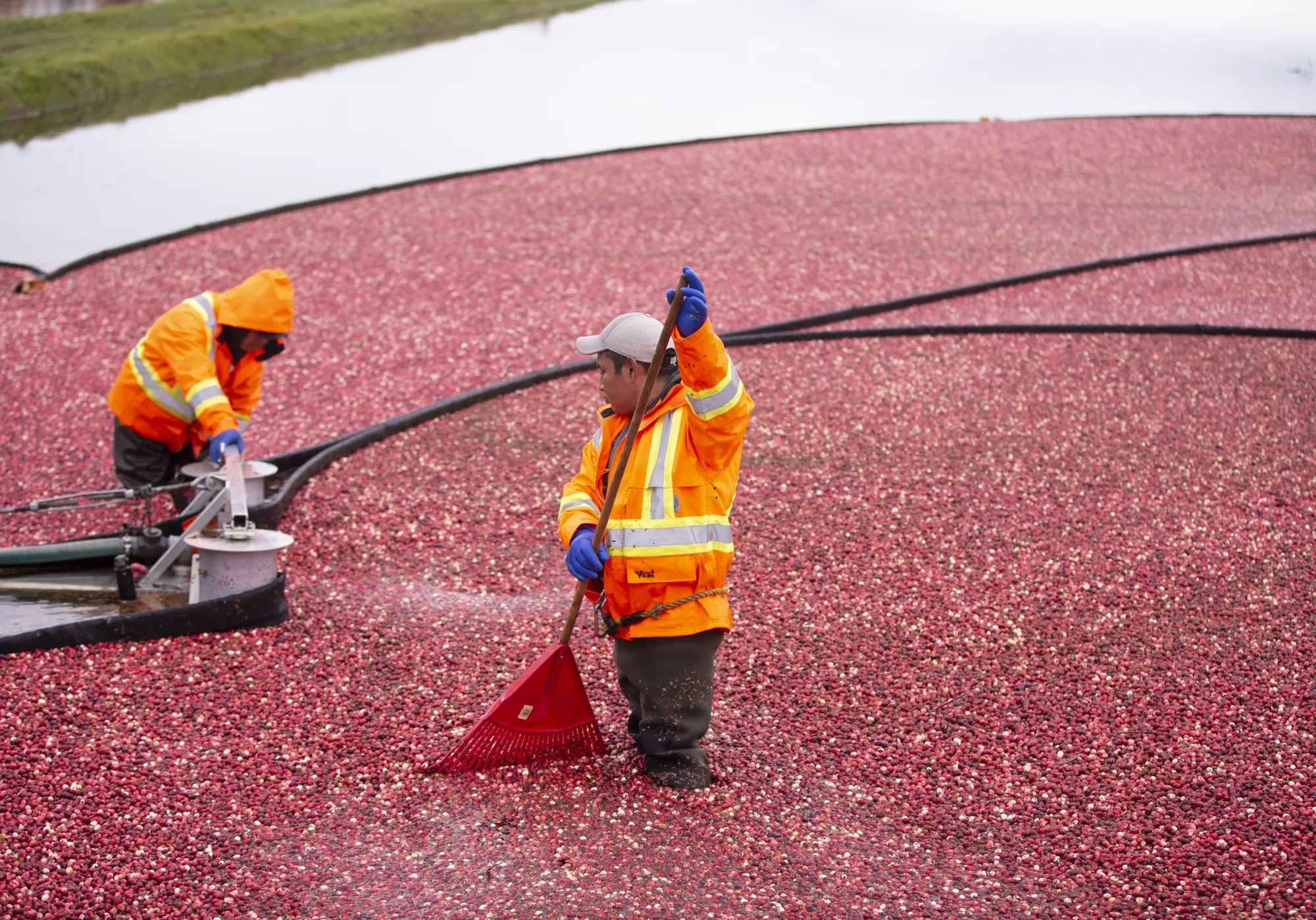 Workers harvest cranberries on a farm in Saint-Louis-de-Blandford, Quebec in October 2020.