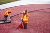 Quebec cranberry workers
