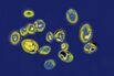 candida auris