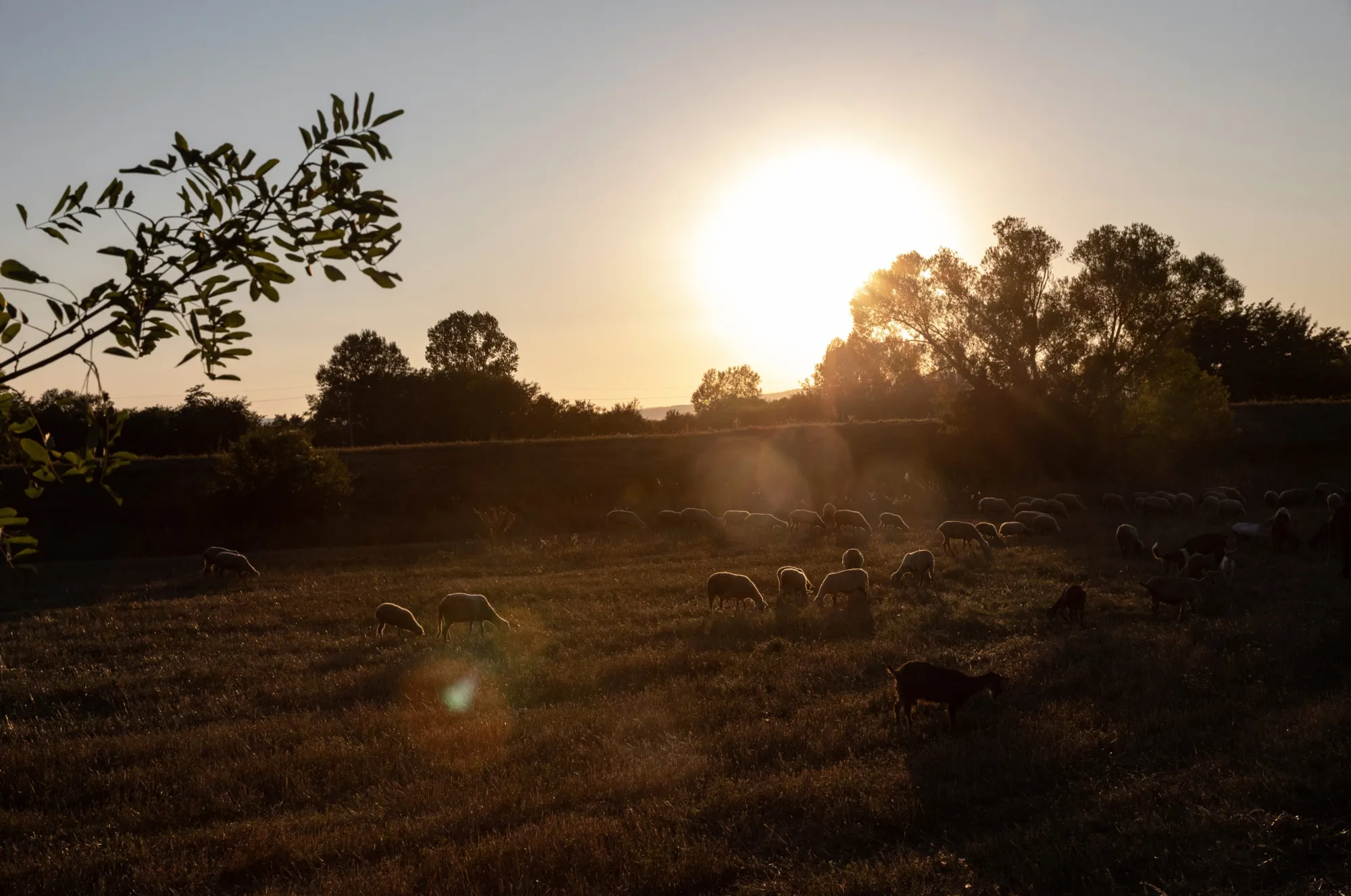 A herd of sheep graze outside the village of Klinovac.
