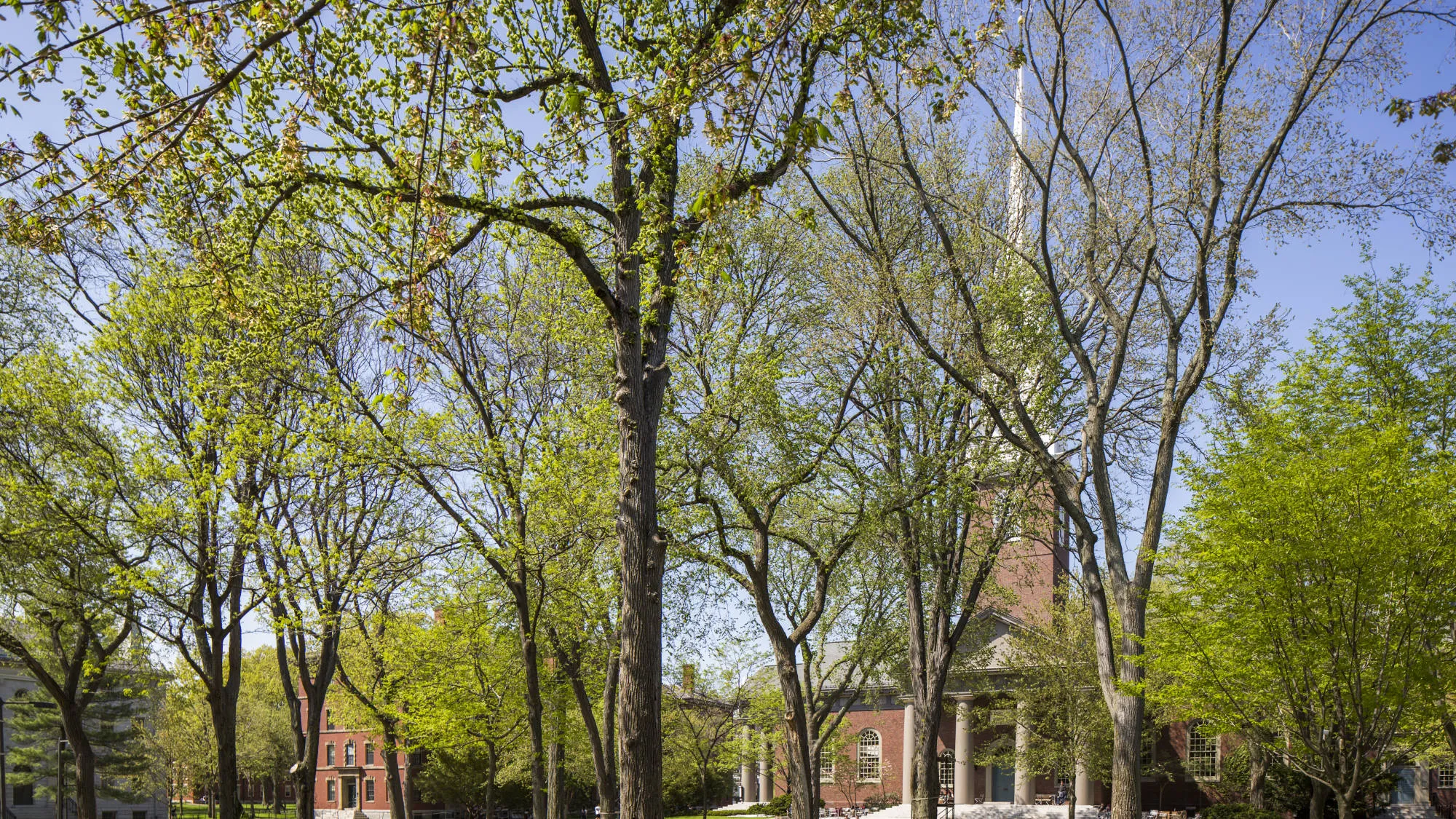 Tercentenary Theater in Harvard Yard, on the campus of Harvard University in Cambridge, MA. Memorial Church was built in 1744.
