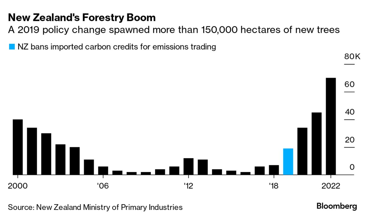 After Planting Millions of Trees, New Zealand Reviews Controversial Climate  Fix - Bloomberg