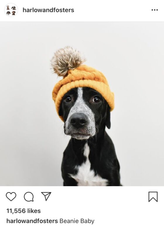 Dog Influencers Take Over Instagram After Pandemic Puppy Boom