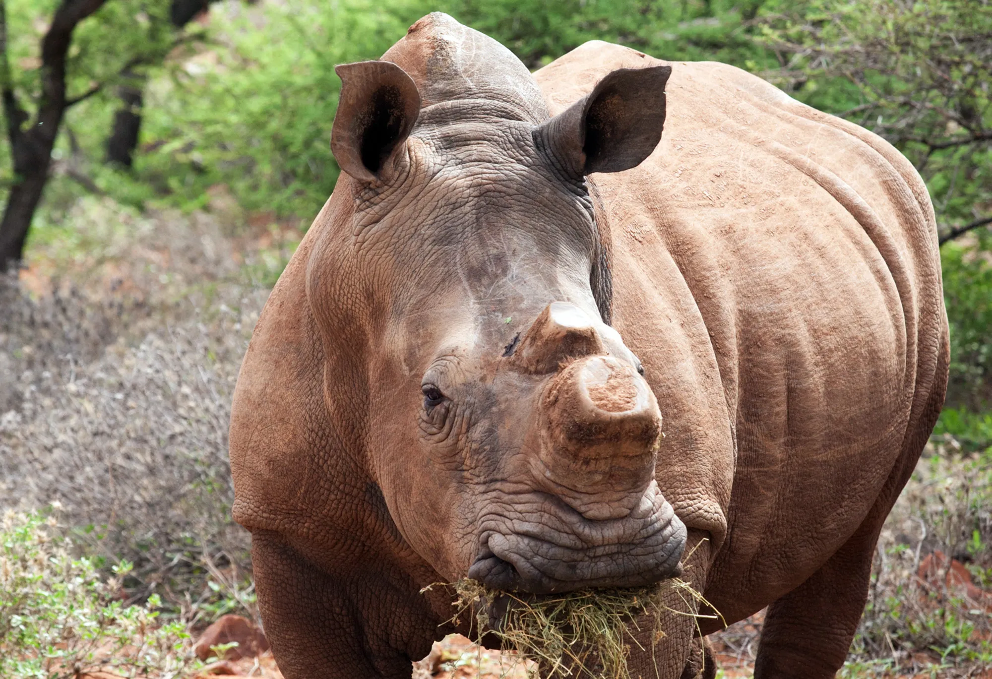 From biodiversity funds to rhino bonds, previous financing efforts have failed to arrest an&nbsp;unprecedented decline in the breadth and variety of life and&nbsp;ecosystems.