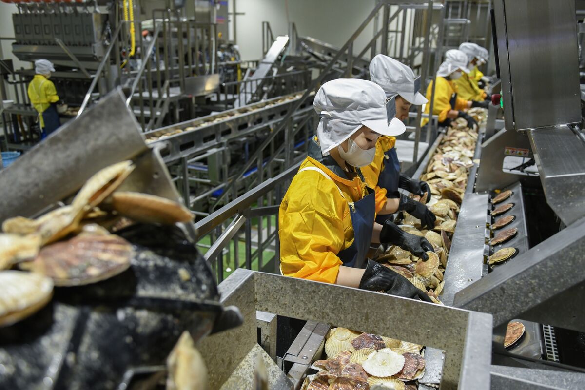 Japan’s Scallop Industry Is Learning to Live Without China