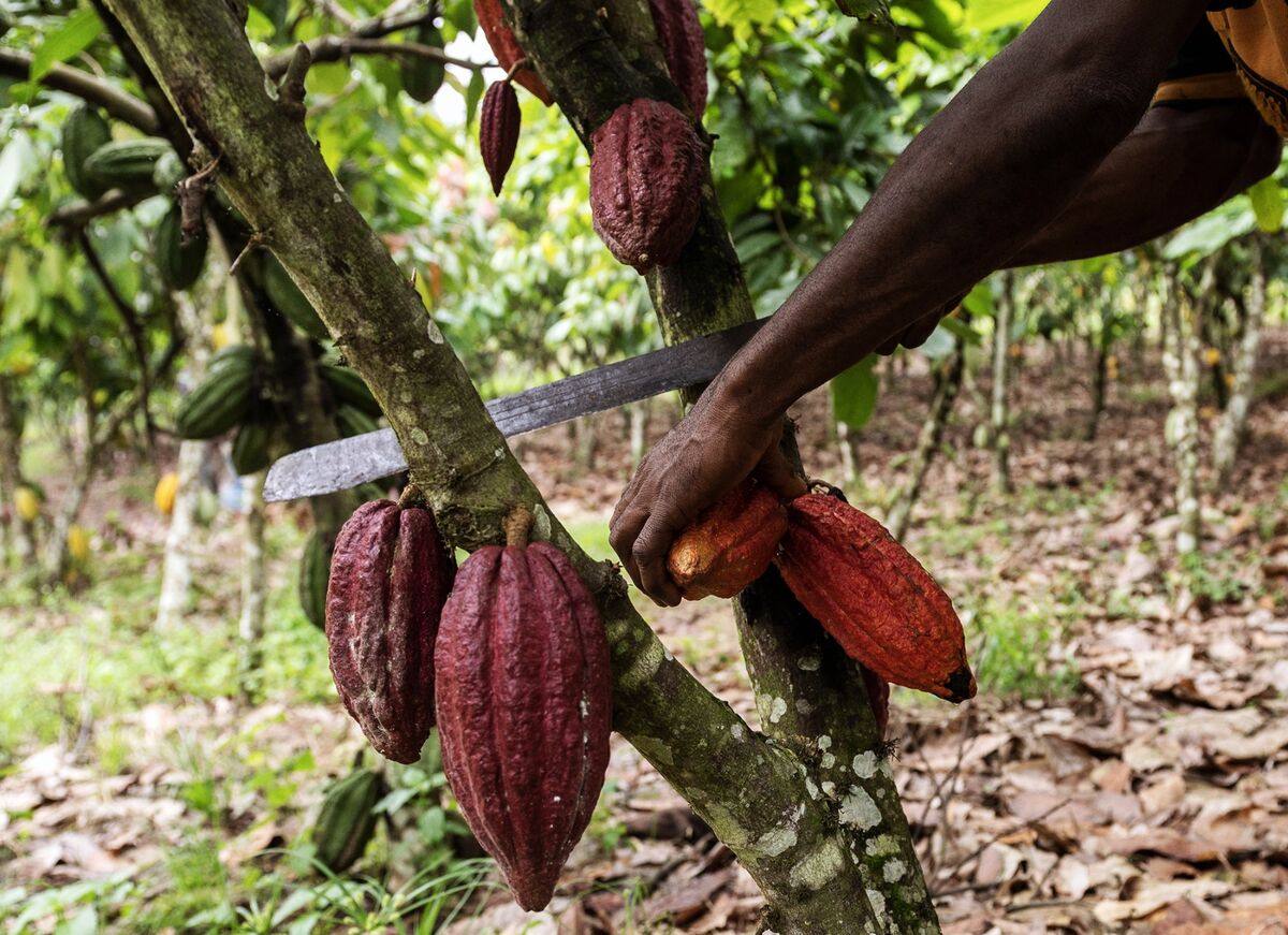 🟪"Cacao Sotto Scossa: Il Contrabbando dalla Costa d'Avorio Minaccia Forniture e Tracciabilità"