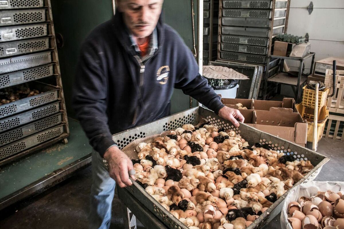 The Kosher Marketplace  Whole Organic Chicken Cut in Quarters