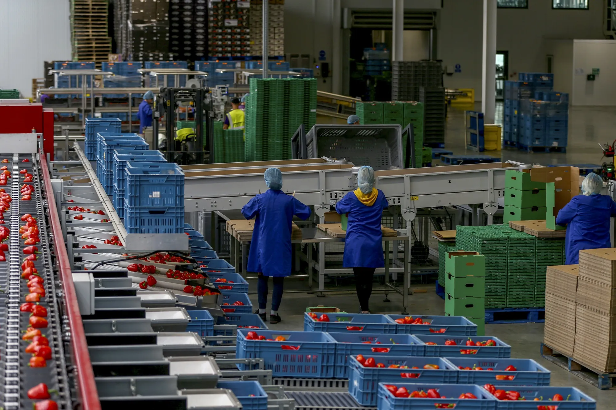 Workers sort peppers at Valley Grown Nurseries in Nazeing, U.K., on Tuesday, Oct. 15, 2019. The British vegetable growing season has ended just as the Oct. 31 deadline for leaving the European Union approaches, meaning tomatoes and lettuce on U.K. supermarket shelves have started coming from Spain or Portugal.