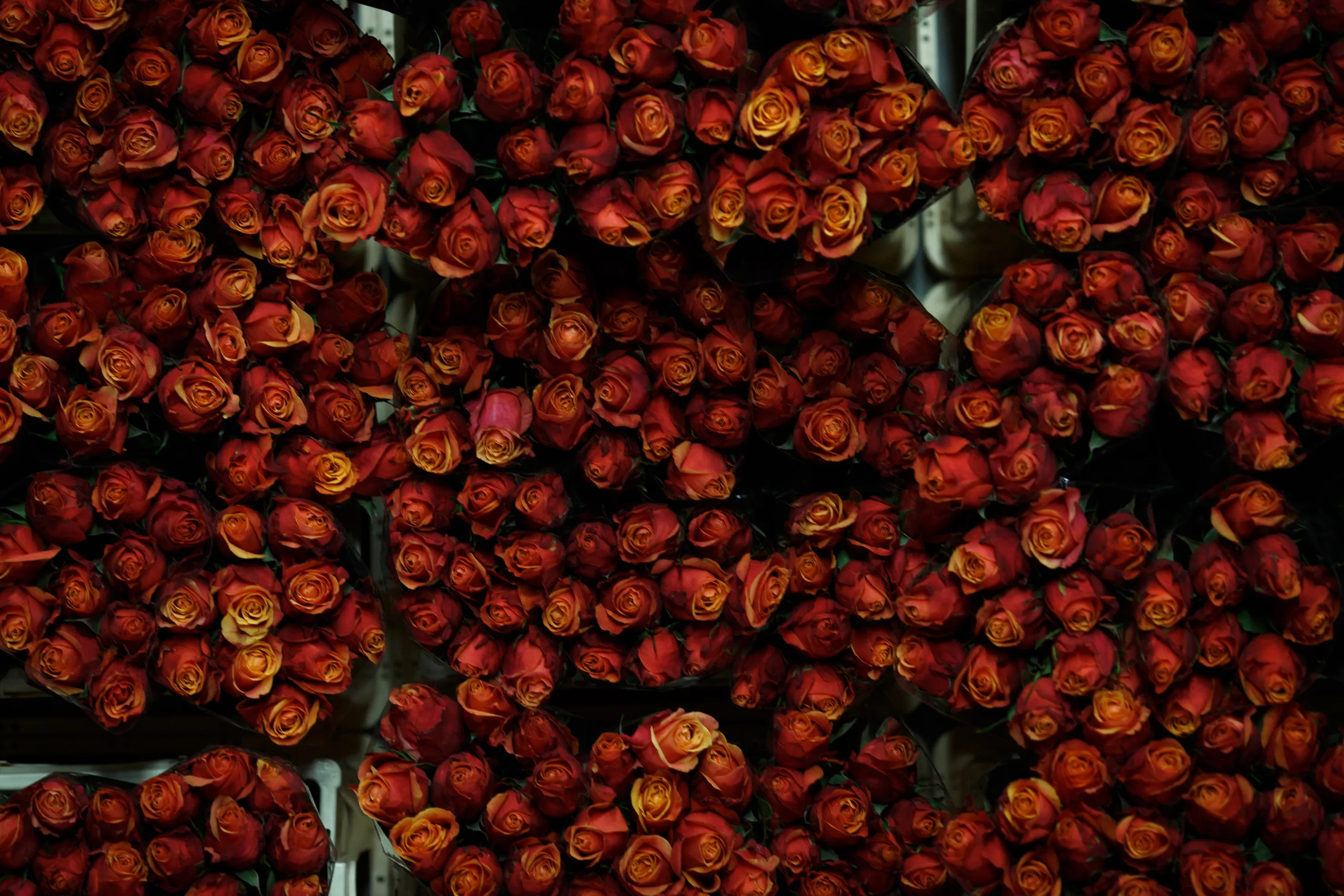 For Generation X, life isn't a bed of roses.
