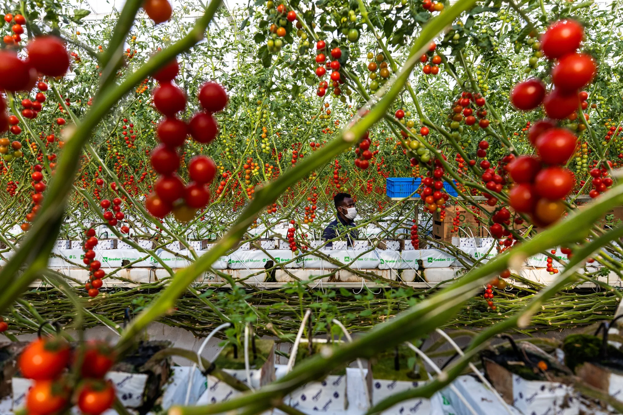 A&nbsp;worker picks ripe tomatoes in a smart greenhouse&nbsp;in Nahil, United Arab Emirates.