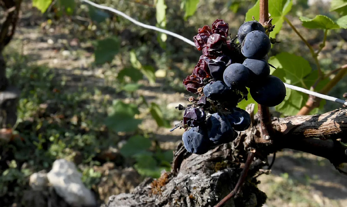 Damaged grapes in the Chablis vineyard region in Saint-Bris-le-Vineux, France, on Sept. 21, 2016.
