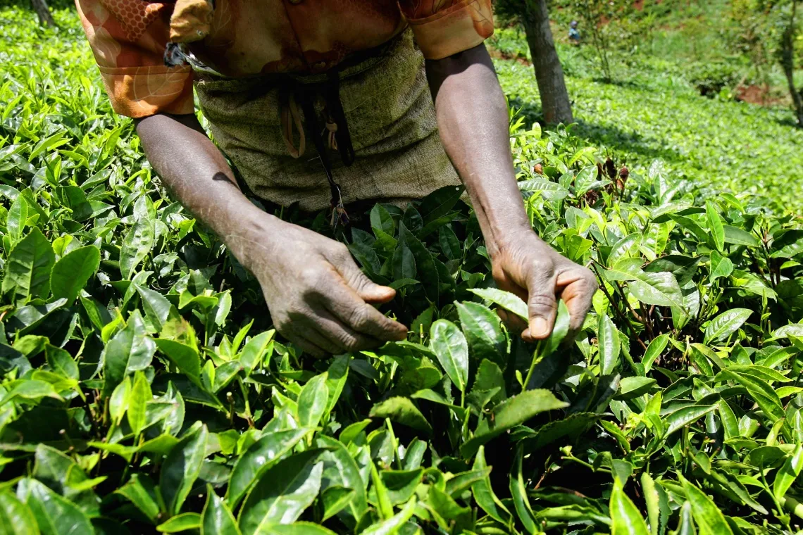 World's Biggest Tea Buyer's Sale of Last Farms a Strategy Shift - Bloomberg