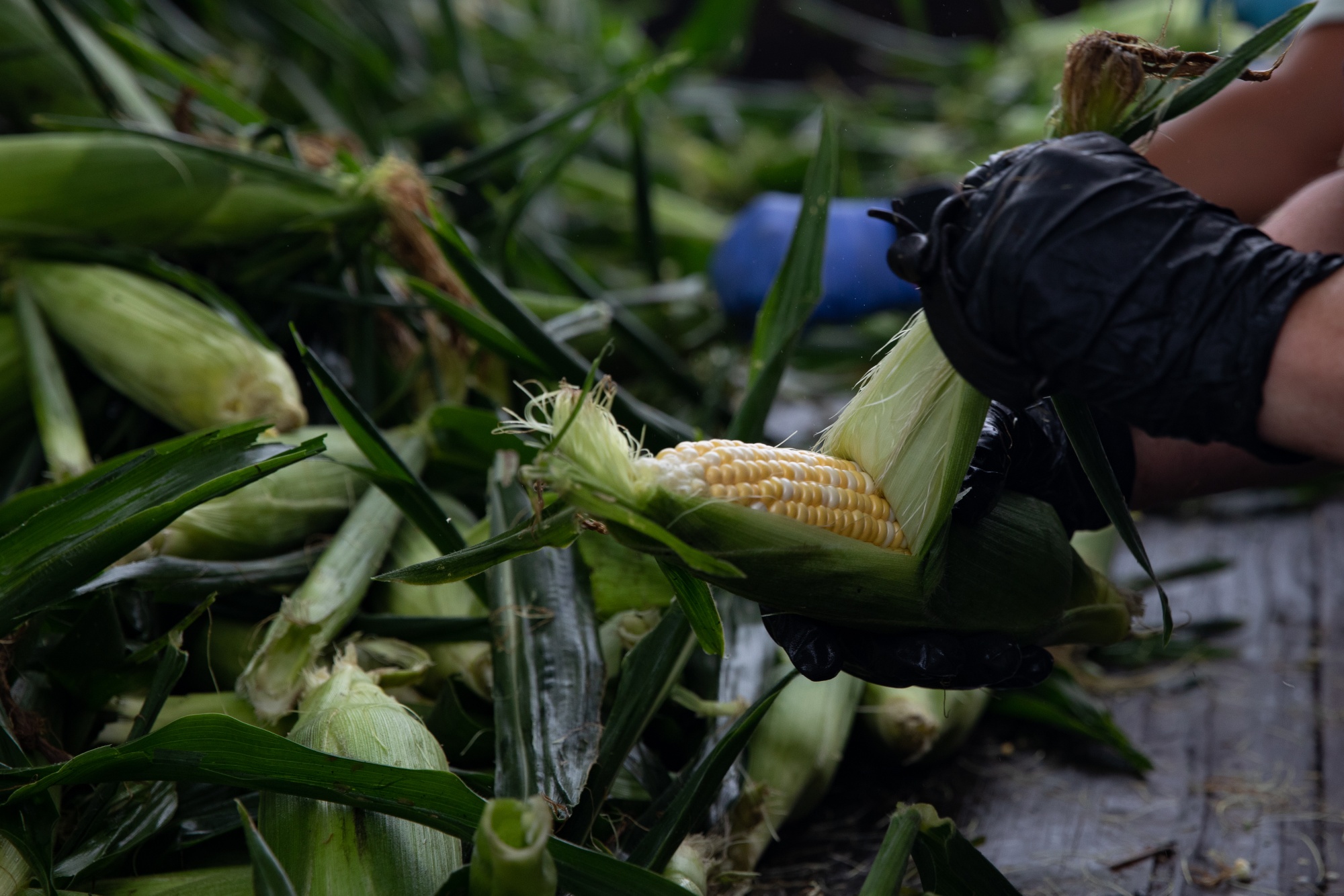 A Corn Harvest As Futures Surge After U.S. Slashes Output 