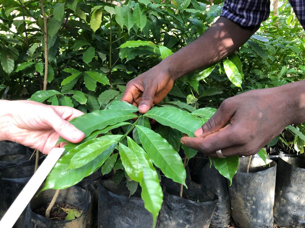 Coffea Stenophylla HeatTolerant Africa Coffee Strain Revived in Sierra Leone Bloomberg