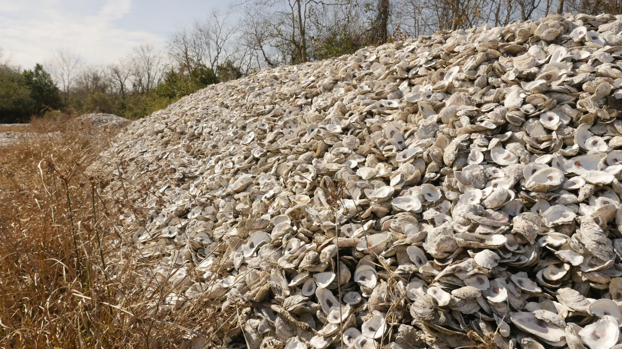 To Fight Floods, New York City Rebuilds a Wall of Oysters - Bloomberg