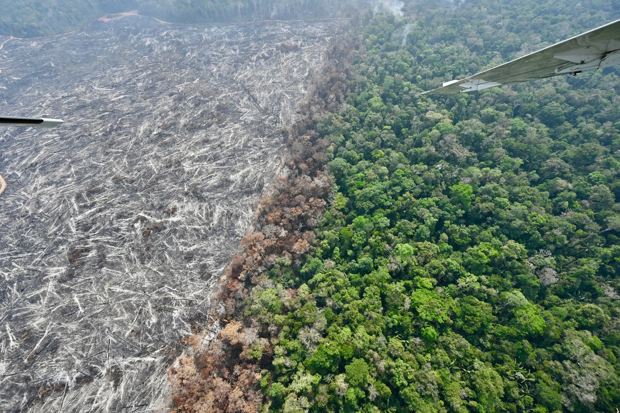The Tropical Forest Forever Facility is intended to incentivize conservation of global forests.