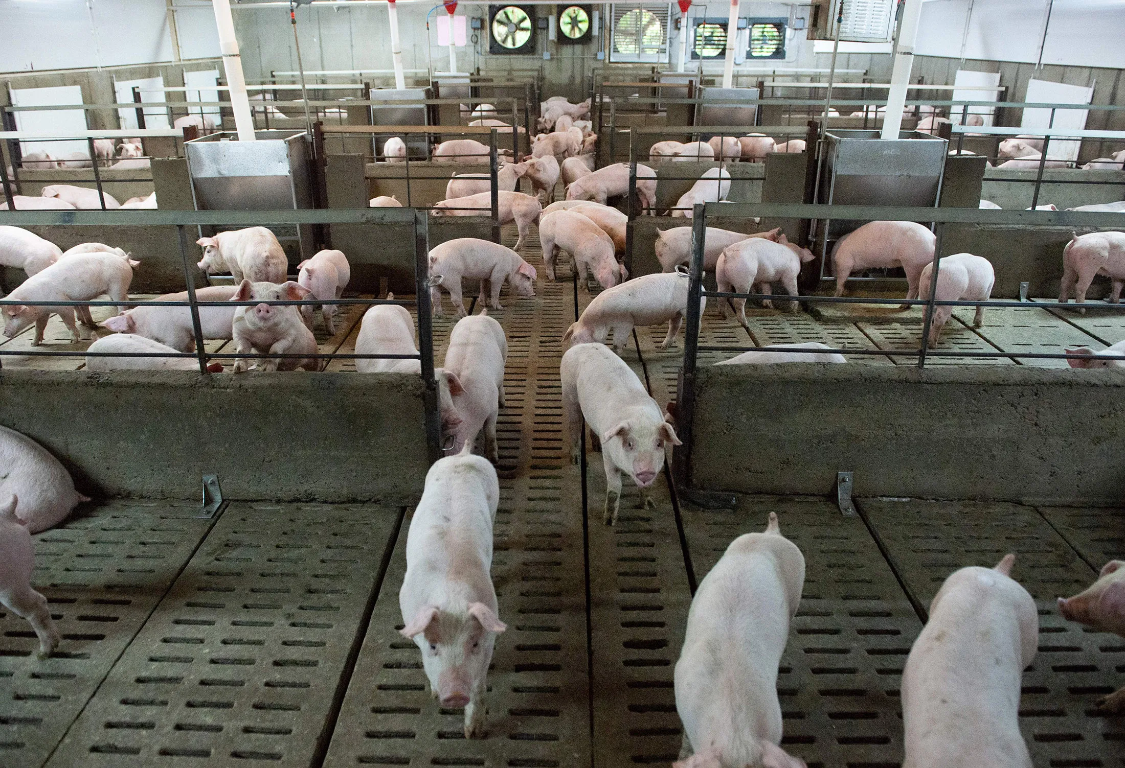 Pigs are seen at a farm in Quebec, Canada.