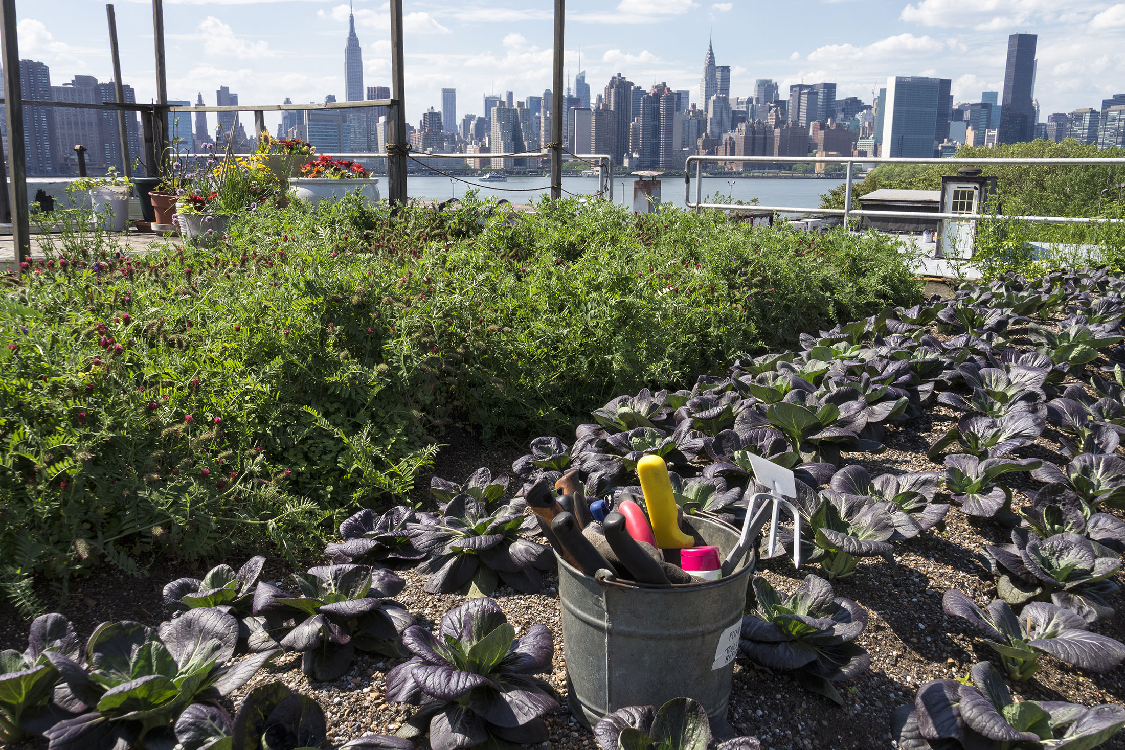 Rooftop gardens can help alleviate heat in cities, study finds