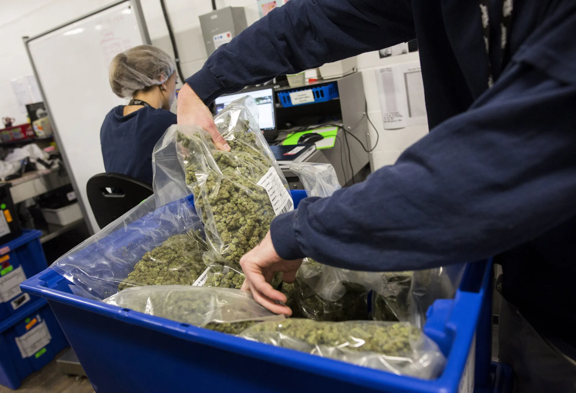 An employee sorts bags of marijuana for shipment at the Canopy Growth Corp. facility in Smith Falls, Ontario, Canada.