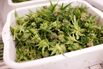 Operations Inside The Tweed Inc. Production Facility As Trudeau Win Signals Gains For Marijuana Stocks