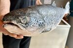 A fisherman displays a Chilean frozen salmon as the Provincial Legislature of Tierra del Fuego legislators debate to modify a law that prohibits salmon farming in Tierra del Fuego province, in Ushuaia, Argentina on December 15, 2025. (Photo by CRISTIAN URRUTIA / AFP via Getty Images)