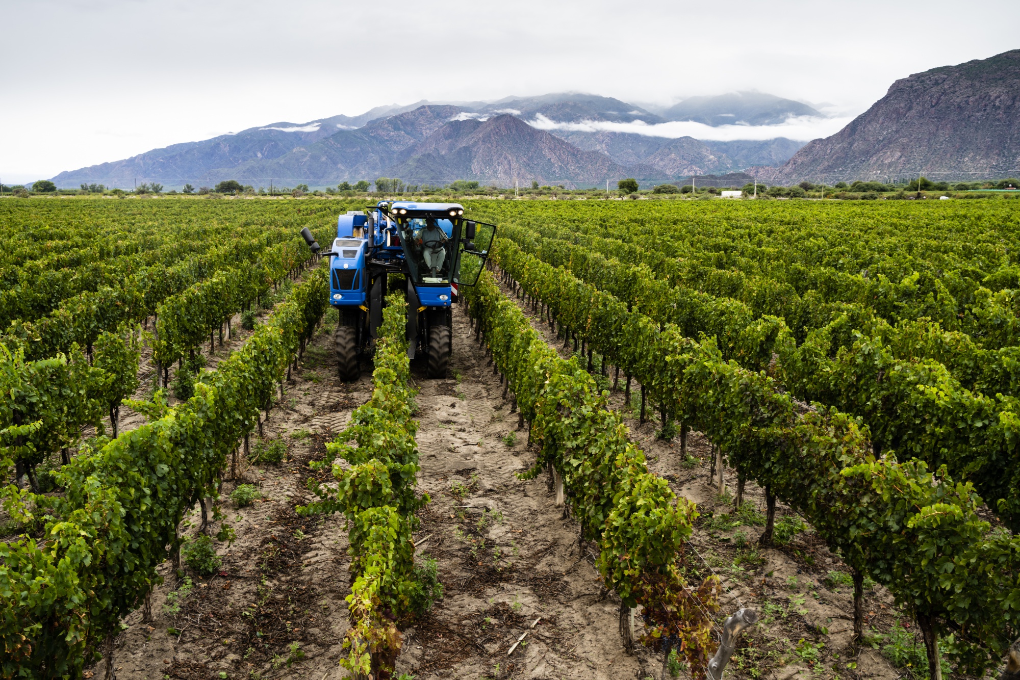 The Grupo Colome vineyard in Cafayate, Salta province, Argentina.&nbsp;