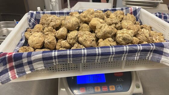 The Great White Truffle Crisis of 2021